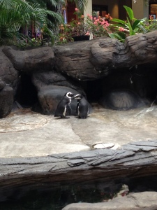 Kissing penguins at the Hilton