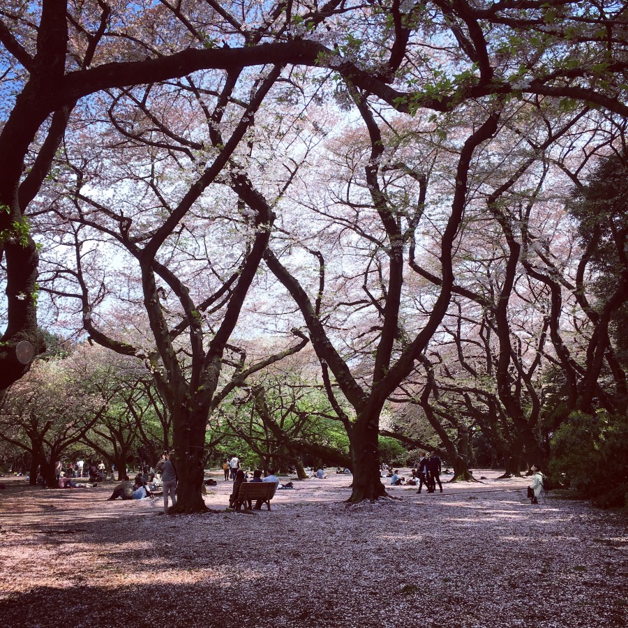 Cherry Blossoms in Tokyo's National Park