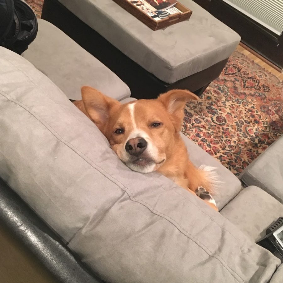 a dog lying on a couch