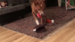 a dog playing with a toy