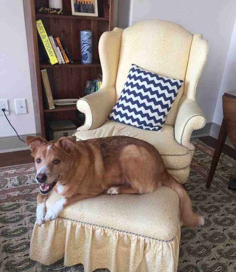 a dog lying on a chair