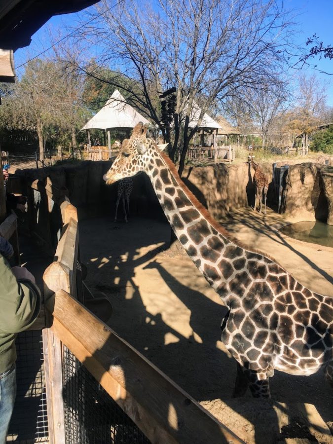 a giraffe in a zoo enclosure