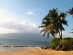 a palm trees on a beach