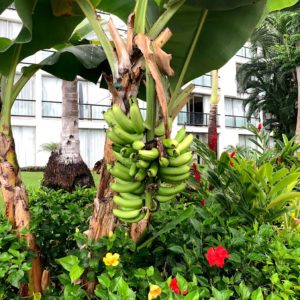 a bunch of bananas on a tree
