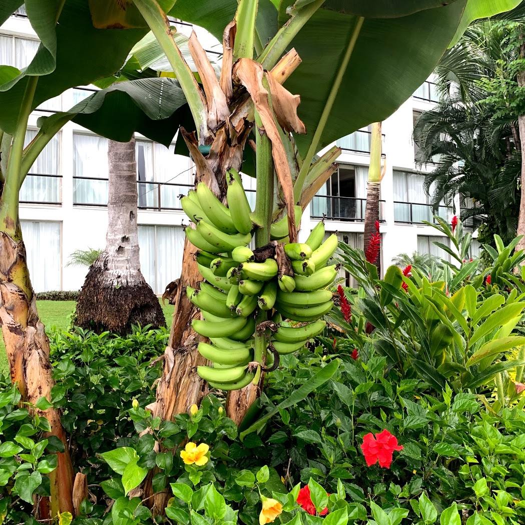a bunch of bananas on a tree