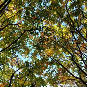 looking up view of trees with leaves