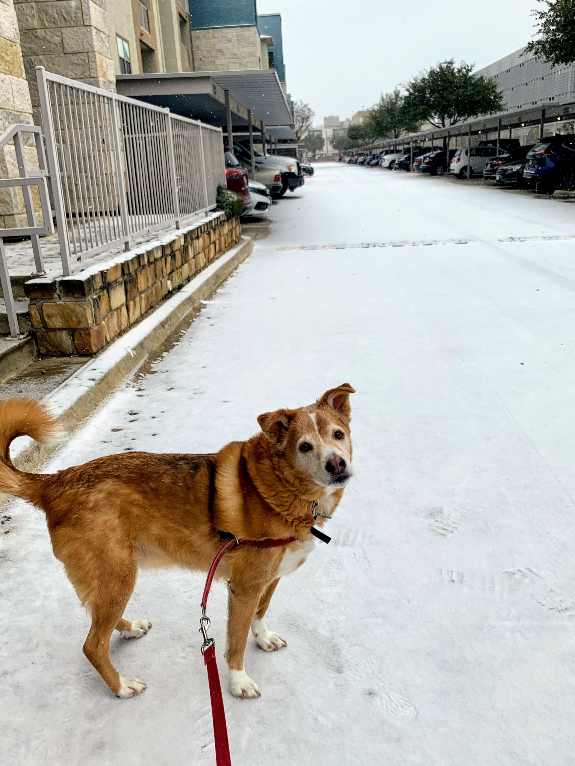 a dog standing on a snowy street