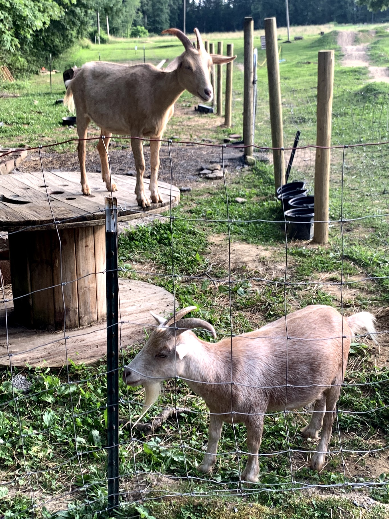goats in a fenced in area