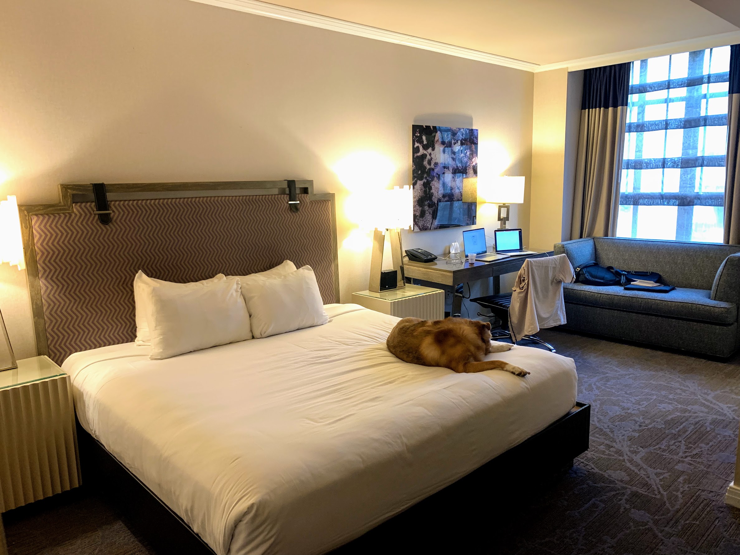 a dog lying on a bed in a hotel room