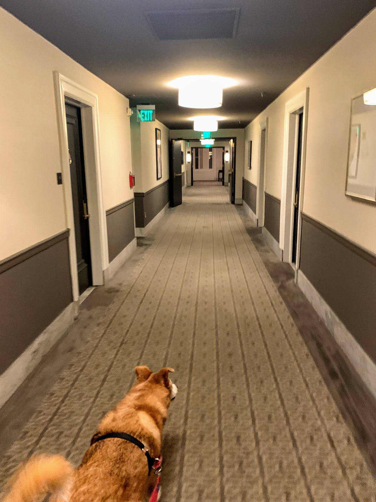a dog in a hallway