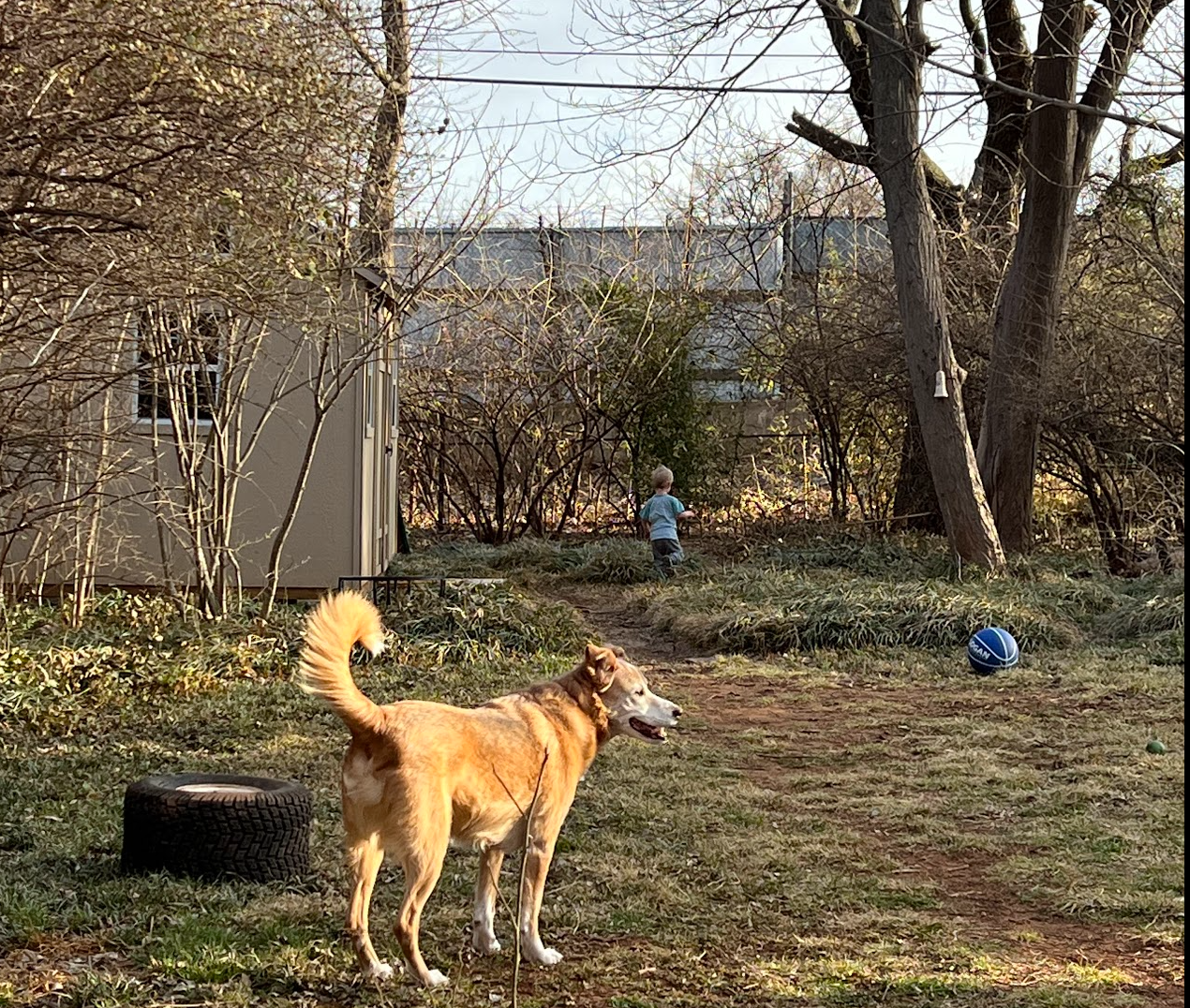 a dog standing in a yard with a child in the background