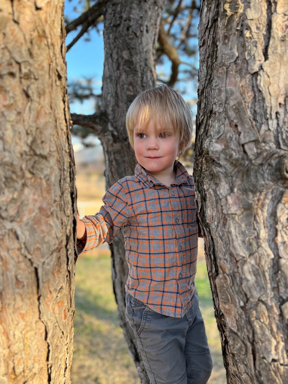 a boy standing in a tree