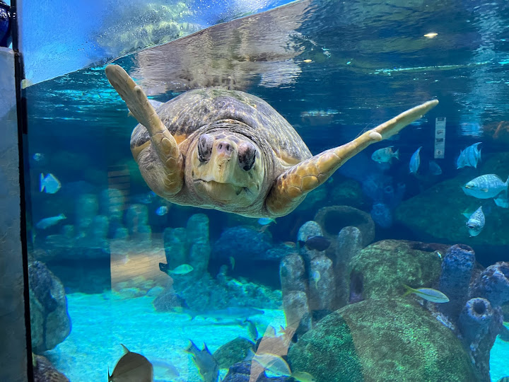 a turtle swimming in a tank