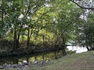 a river with trees and rocks