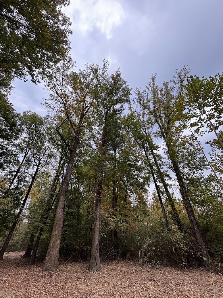 a group of trees in a forest