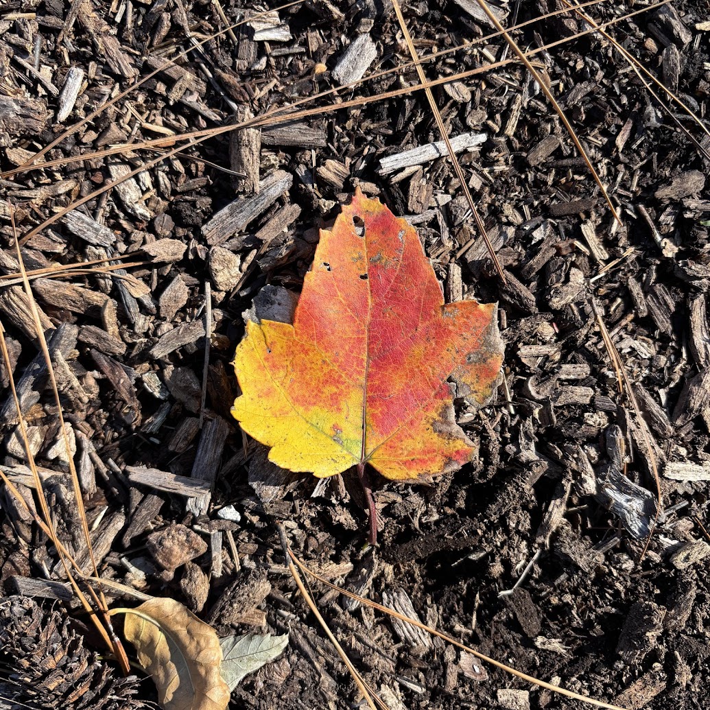 a leaf on the ground