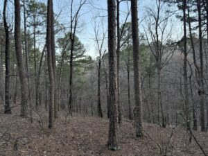 a group of trees in a forest