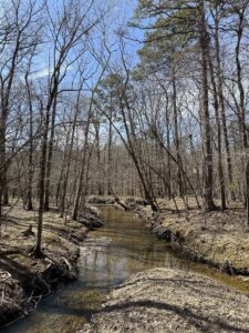 a stream in a forest