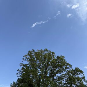 A large tree with green leaves is seen at the bottom of the image against a clear blue sky. There are a few small, wispy clouds scattered across the sky.