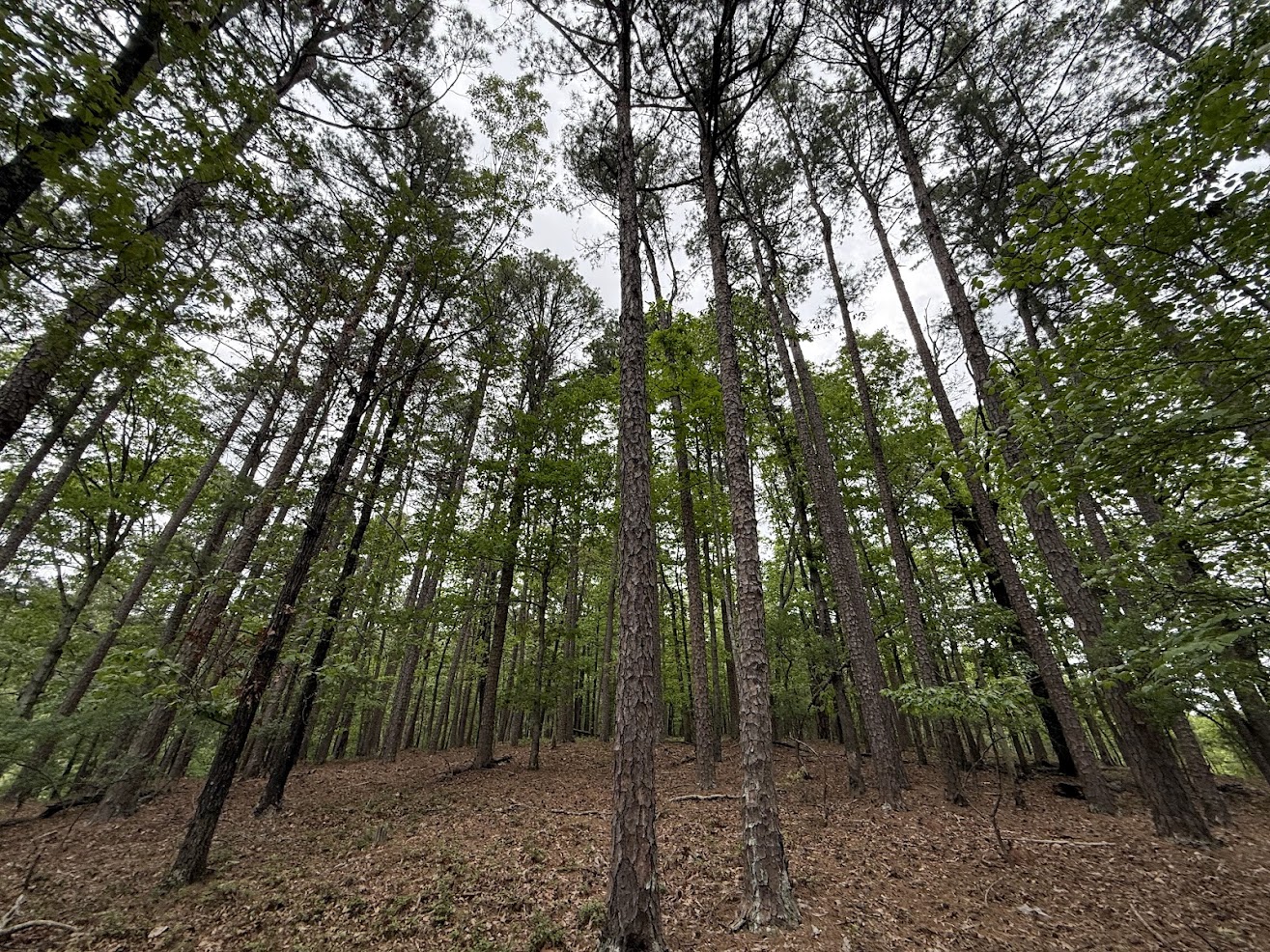 A dense forest with tall, slender trees reaching up towards the sky. The ground is covered with dry leaves and the trees have green foliage. The sky is overcast, visible through the canopy.