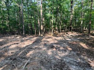 A forested area with tall trees and a partially cleared, uneven ground. Sunlight filters through the leaves, casting shadows on the forest floor, which is covered with dirt, rocks, and scattered branches.