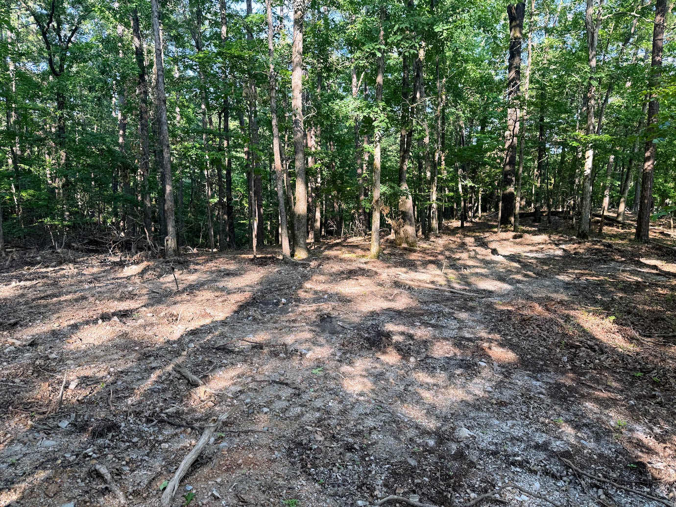 A forested area with tall trees and a partially cleared, uneven ground. Sunlight filters through the leaves, casting shadows on the forest floor, which is covered with dirt, rocks, and scattered branches.