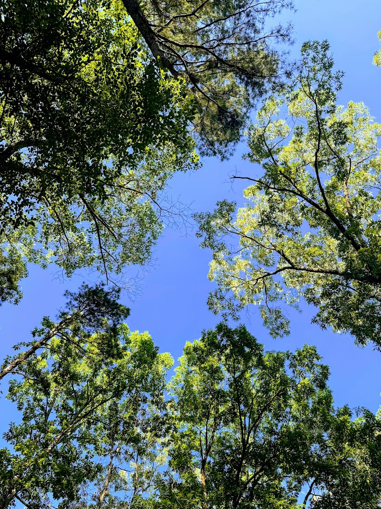 The image shows a view looking up at a clear blue sky framed by the tops of tall trees with green leaves. The sunlight filters through the foliage, creating a natural canopy effect.